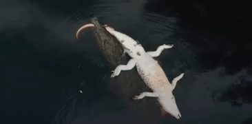 Crocodilo gigante devora rival e cena choca em parque