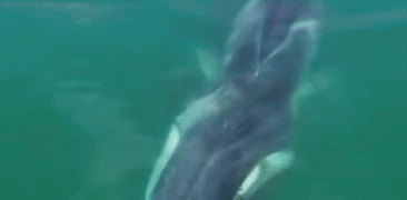 Baleia gigante surpreende banhistas de Angra dos Reis