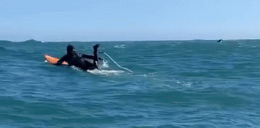 Surfistas registram encontro com golfinhos no Chile