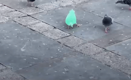 Pombo verde neon vira atração e causa alvoroço em praça