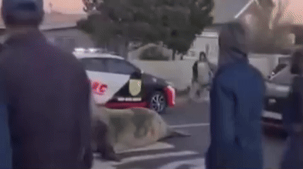 Elefante-marinho%20de%20duas%20toneladas%20invade%20bairro%20e%20assusta%20moradores