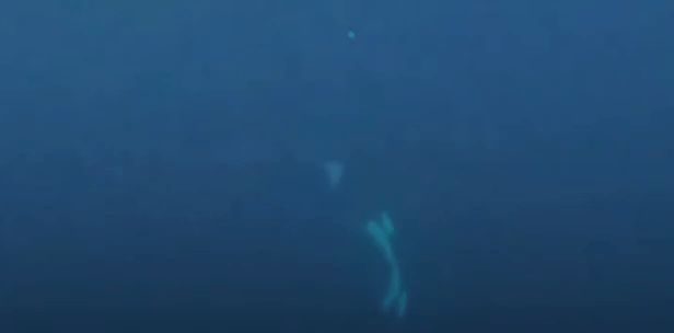 Orcas selvagens são flagradas em interação inusitada
