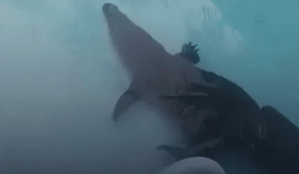 Mulher encontra crocodilo gigante na piscina de casa, assista