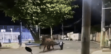 Cavalo desgovernado bate carroça em moto e destrói carro