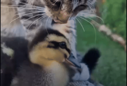Gato e filhote de pato amigos conquistam internautas