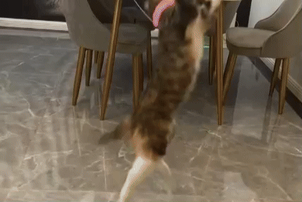 Coleira com brinquedo estimula gatos a se exercitarem e viraliza