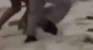 Jacar%C3%A9%20vai%20%C3%A0%20praia%2C%20surpreende%20banhistas%20e%20%C3%A9%20resgatado