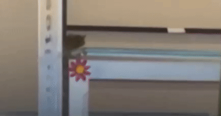 Rato aparece em bandejão da PUC-SP e local é interditado