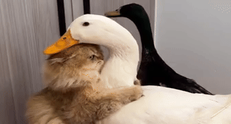 Amizade%20entre%20gato%20e%20pato%20encanta%20a%20web%3B%20assista